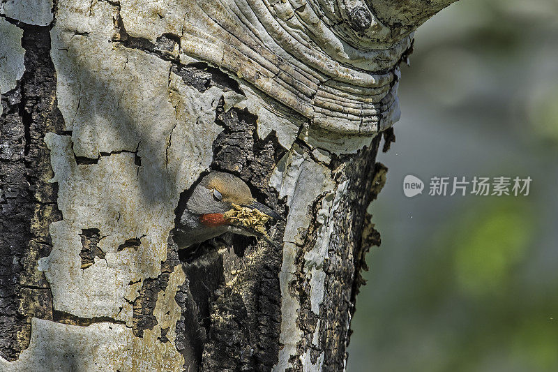 北方闪烁啄木鸟(Colaptes auratus)是在黄石国家公园筑巢的啄木鸟家族的一个中型成员。鸟巢的建筑。